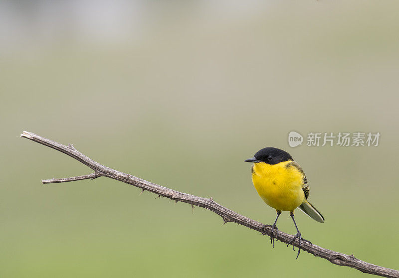 黄鹡鸰（Motacilla flava）